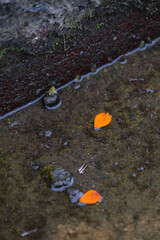 Cosmos petals falling into irrigation canal