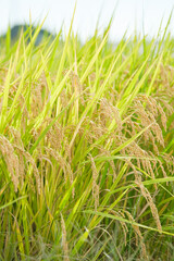 Autumn farming village, golden rice at harvest time