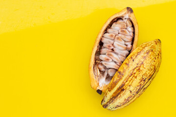 Cocoa fruit isolated on yellow background