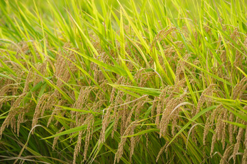 Autumn farming village, golden rice at harvest time