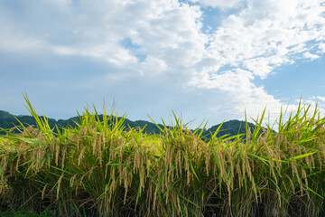 Autumn in a farming village, with lots of rice in harvest season, reminding us of nature's bounty.