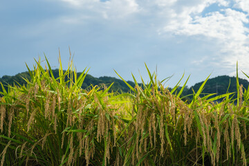 Autumn farming village, golden rice at harvest time