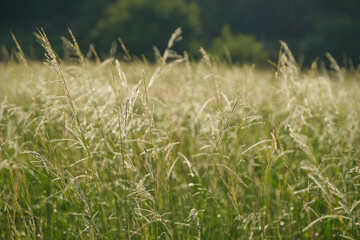 Farming village at dusk, field of silver grass shining in the setting sun