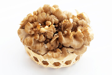 Maitake (Grifola frondose) mushroom on white background