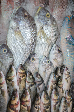 Fresh fish on ice from Red Sea, fishing bench photo from fish market in Hurghada, Egypt. Seafood pattern