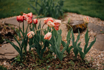 A well-groomed flower bed of tulips. Flowers in nature. Buds and grass. Tulips in nature. A...
