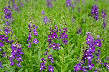 Beautiful angelonia goyazensis benth in the park