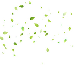 Leaves Green Falling Flying Foliage Leaf Tea Mint