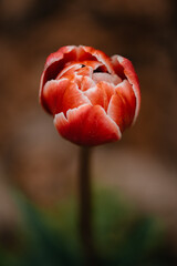 Phone background. Desktop wallpapers. Beautiful photo of a beautiful bud. The most beautiful bud in...