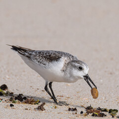 Sandpiper at the beach of Fuerteventura, Canary islands, Spain