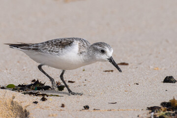 Sandpiper at the beach of Fuerteventura, Canary islands, Spain