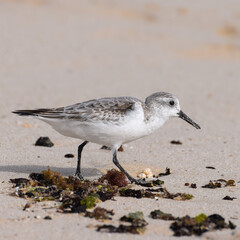 Sandpiper at the beach of Fuerteventura, Canary islands, Spain