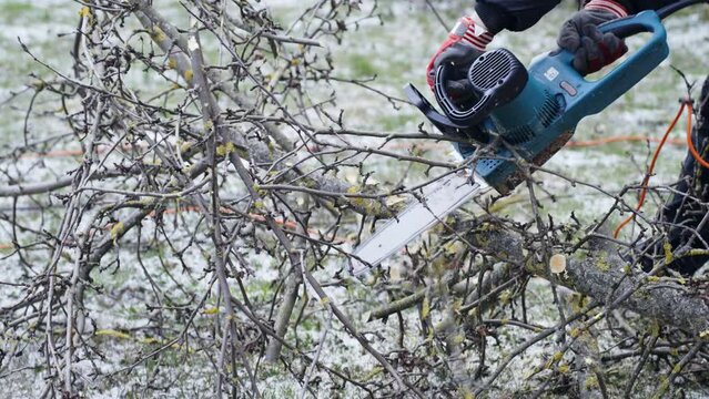 Person use electric chainsaw to cut small apple tree branches