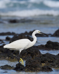 Great egret in the sea at the beach of Fuerteventura, Canary islands, Spain