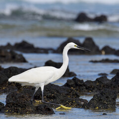 Great egret in the sea at the beach of Fuerteventura, Canary islands, Spain