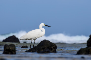 Great egret in the sea at the beach of Fuerteventura, Canary islands, Spain