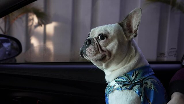 Smiling french bulldog sitting in the car
