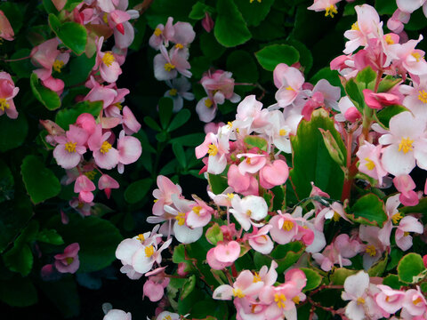 Pink begonia semperflorens cultorum.