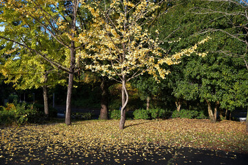 色づいたイチョウの葉っぱが散って、地面が黄色くなっている風景