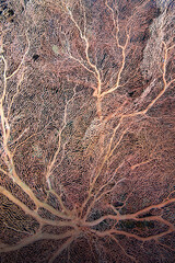 Gorgonia on a reef near Daedalus reef in the Red Sea. Large red gorgonians found on reefs. Gorgonias found on coral reefs. Red Sea, Egypt