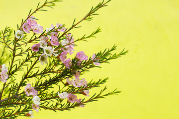 Pink white waxflower on green background.