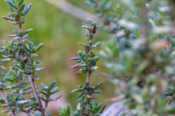 close up of a flower