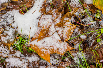 frosted brown foliage and green grass and snow in late autumn or winter