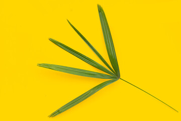 Lady palm leaf on yellow background.