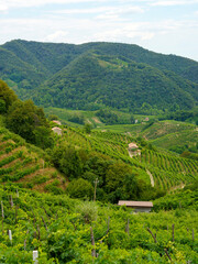 Vineyards along the Road of Prosecco e Conegliano Wines