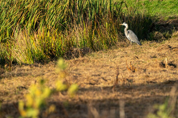 Great blue heron on a sunny morning at the water's edge. Reeds form the background. one animal, landscape