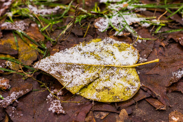 green yellow leaf covered with hoarfrost in the middle of foliage covered with hoarfrost and snow shot from close up with a texture in winter or autumn and green grass in the background with bokeh