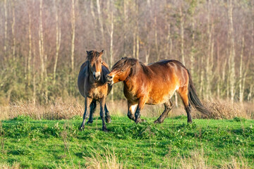 Two fighting wild brown Exmoor ponies, against a forest and reed background. Biting, rearing and hitting. autumn colors in winter. The Netherlands. Selective focus,fight, two animals.