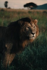 Vertical shot of an Asian lion (Panthera leo persica) looking aside