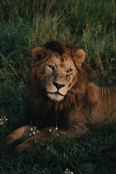 Vertical shot of an Asian lion (Panthera leo persica) sitting in the grass looking aside
