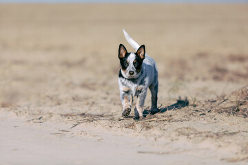 Australian Cattle Dog on the field. Blue heeler puppy dog running on the medow. Puppy playing outside