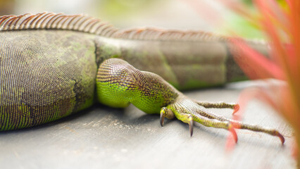 closeup shot of the foot of a green iguana claw
