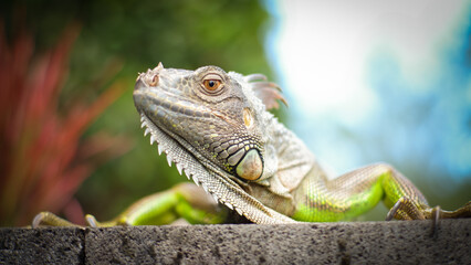 close up green iguana with nature background