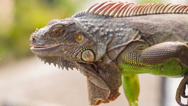 close up green iguana with nature background