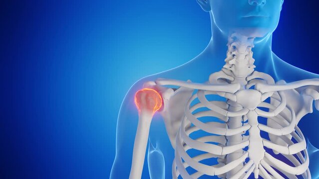 3d rendered medical animation of the bones of the shoulder