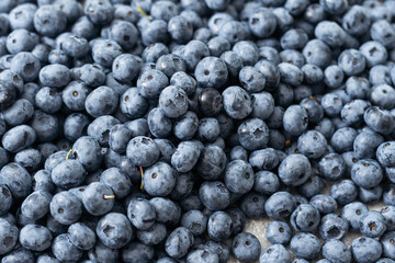 Fresh large blueberry. Close-up background