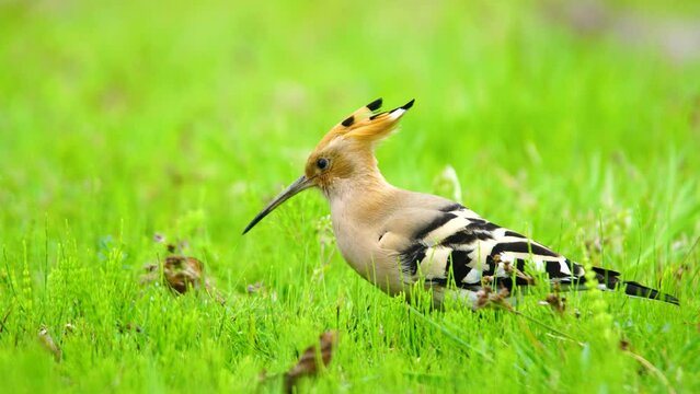 The Eurasian Hoopoe belongs to the Upupidae family. It is a bird with short legs, a long and slightly curved bill, and a long triangular tail. It feeds on the wolves it catches by scratching the soil.