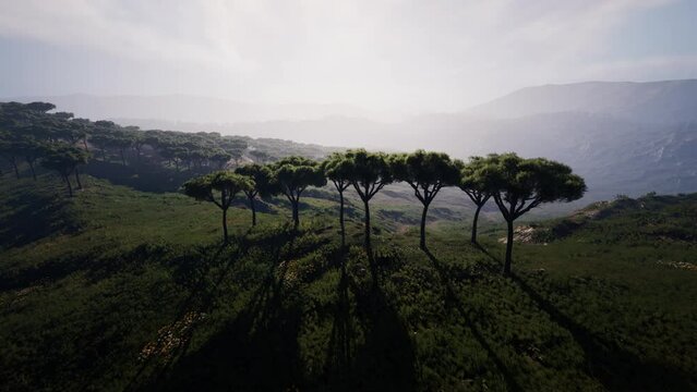 Aerial panorama view To Mago National Park