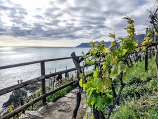 Scenic view in the Cinque Terre