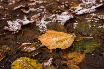 fallen yellow-orange leaf against a background of other brown foliage covered with hoarfrost and snow with texture taken from ground level at close range in autumn afternoon