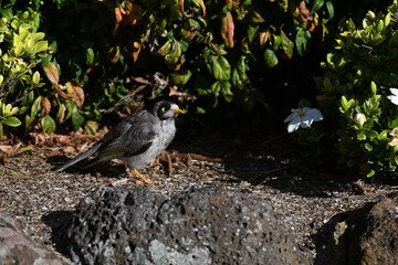 Side view of a noisy miner bird, manorina melanocephala, standing in a garden bed, with large stones in the foreground and plants in the background