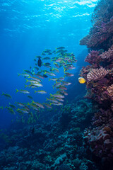 Underwater World. Coral fish and reefs of the Red Sea. Underwater background. Egypt	