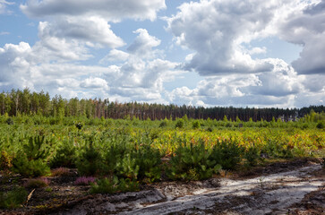 Obraz premium Dense pine forest against the sky and meadows. Beautiful landscape of a row of trees and blue sky background