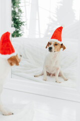 Fototapeta premium Vertical shot of pedigree dog in festive hat anticipates for New Year, poses near mirror, looks at its reflection, sits on white floor. Christmas time concept
