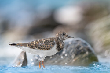 Beautiful portrait of the ruddy turnstone (Arenaria interpres)