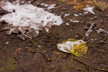 fallen green-yellow leaf covered with hoarfrost and snow shot at close range from ground level with bokeh in the background in autumn or winter afternoon